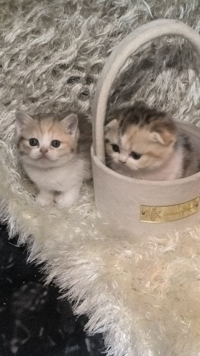 Животные кошки и