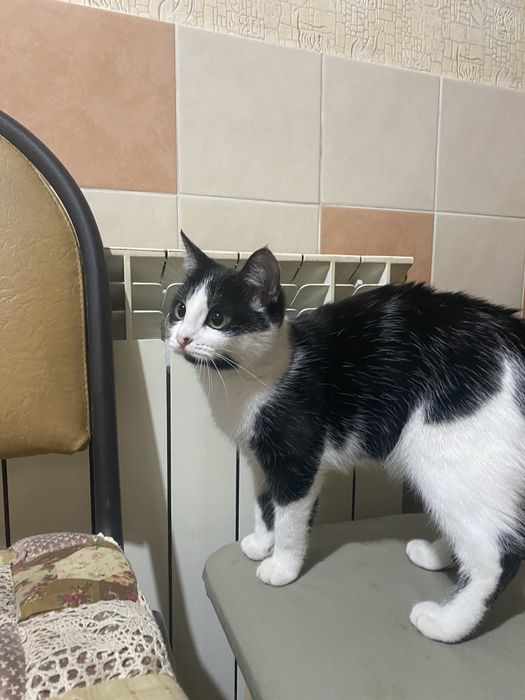 Кошечка 6 месяцев, девочка