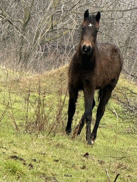 конче на 9 месеца