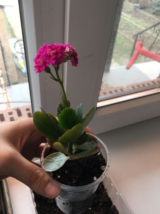 Каланхоэ толстянка денежное дерево крассула комнатные цветы растения