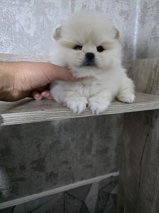 Продаются щенки померанский шпиц