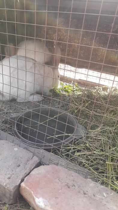 Продам  кроликов