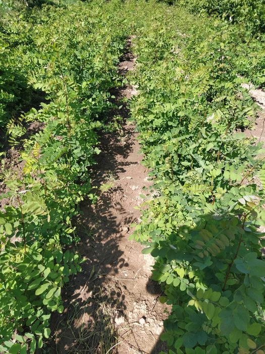 Puieți salcâm anul 1