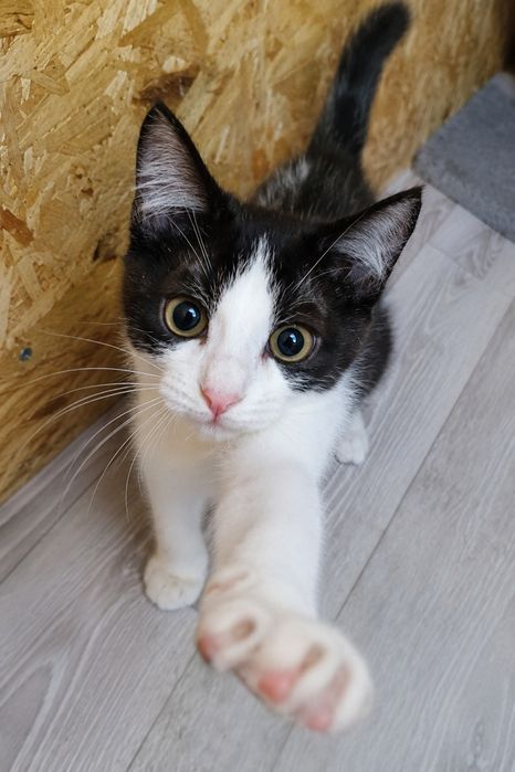 Котёнок Вася ищет семью!