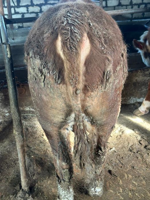 Бұқа сатылады срочноо