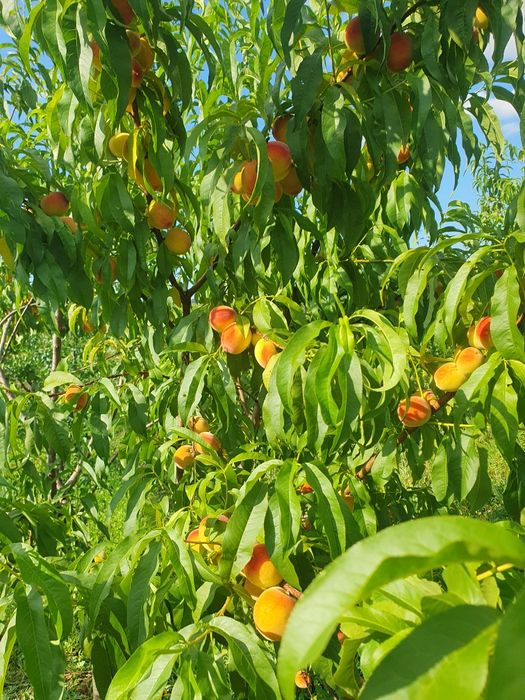 Pomi fructiferi altoiti