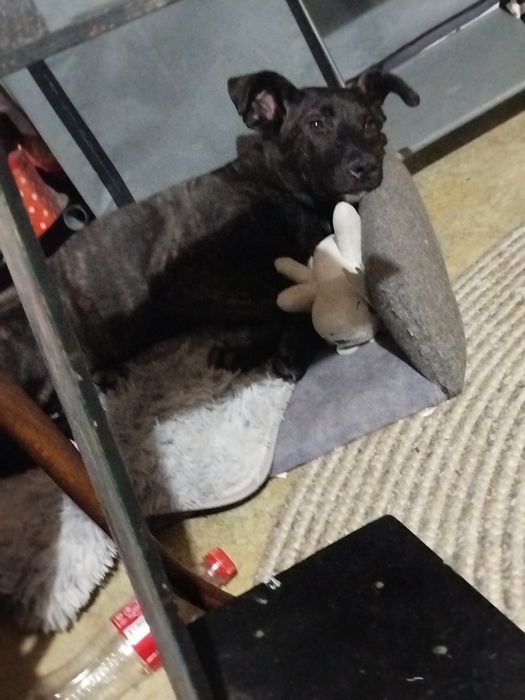 Отдам щенка подростка, срочно