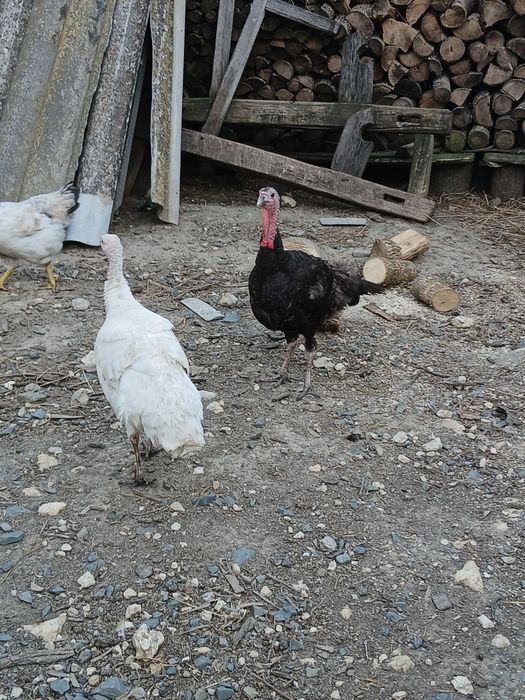 Vând doua curci de casă