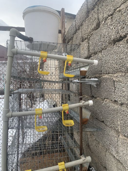 Бөденеге арналган корас