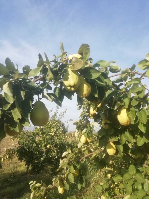Продавам български дюли