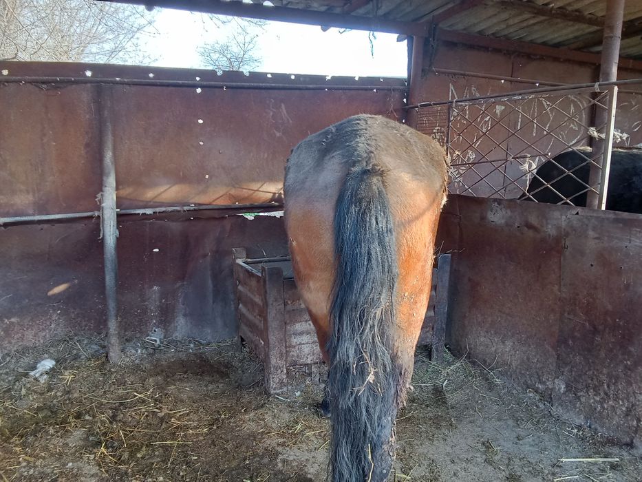 Бие сатылады сатылады