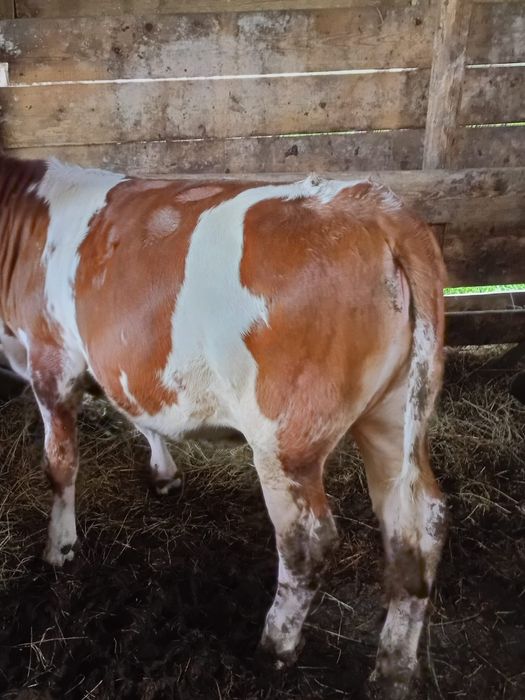 10 viței de vânzare