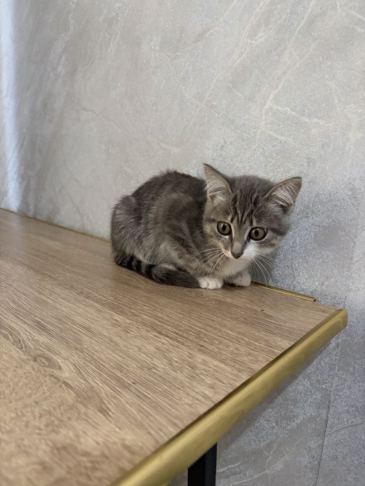 отдам котенка в добрые руки