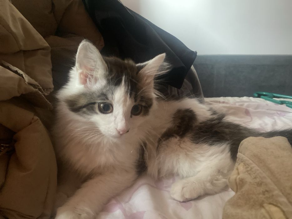 Отдач котенка в хорошие руки
