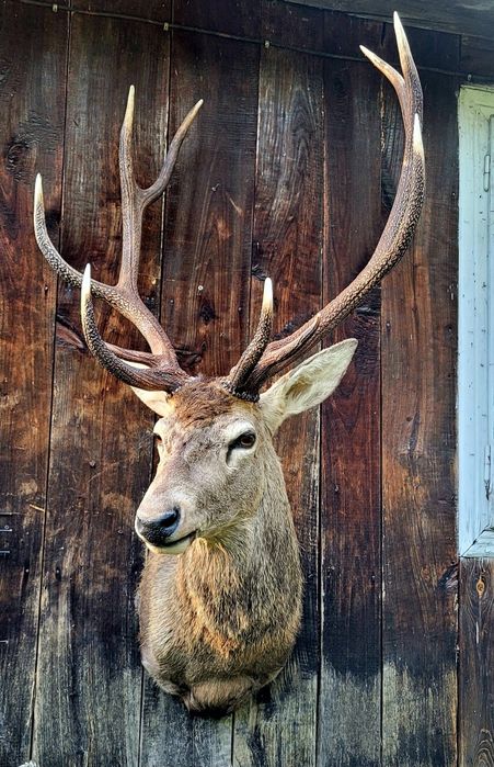 Bust cerb naturalizat