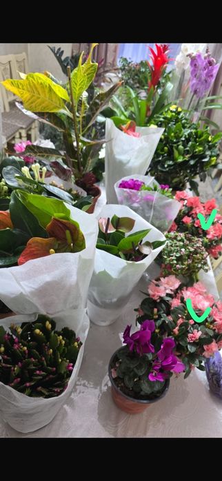 Домашние цветы светущий