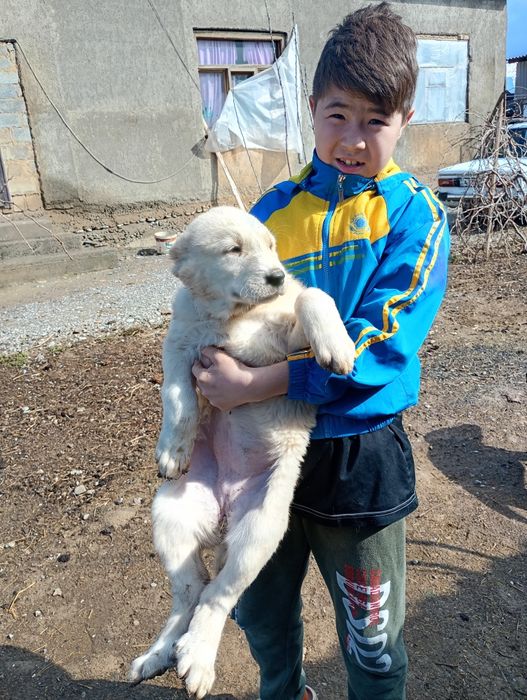 Породистые щенки