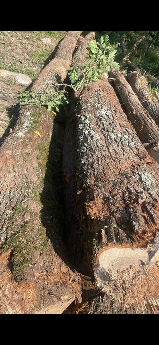 Lemne de foc uscate sau verzi !!!