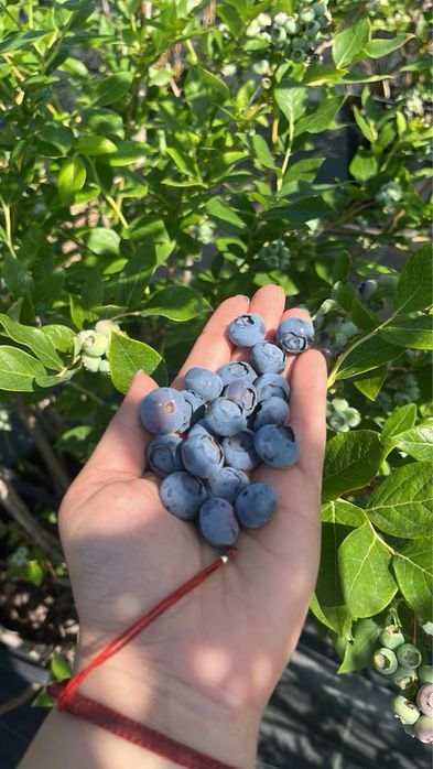 Продавам вкусни и пресни боровинки