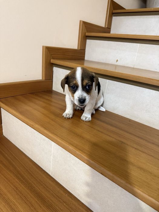 Малки джак ръселчета