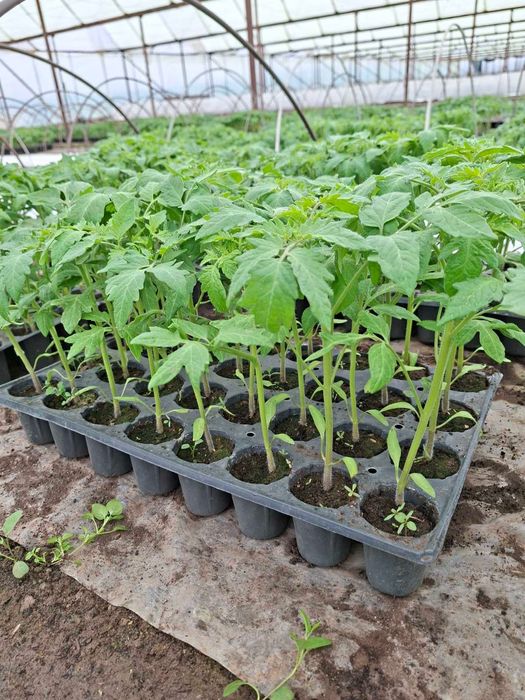 ТОП РАЗСАД НА ТОП ЦЕНА!!!