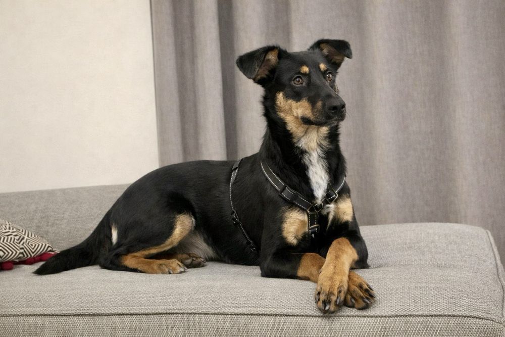 Собака Найла — маленькое счастье в дом