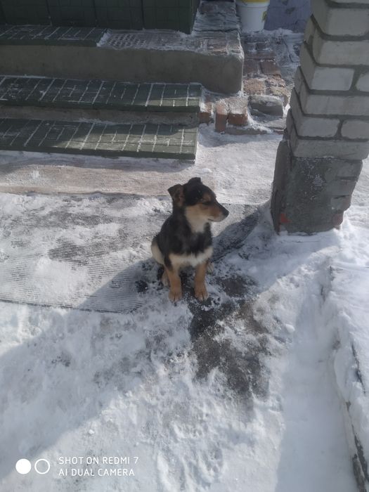 Собачка для охраны