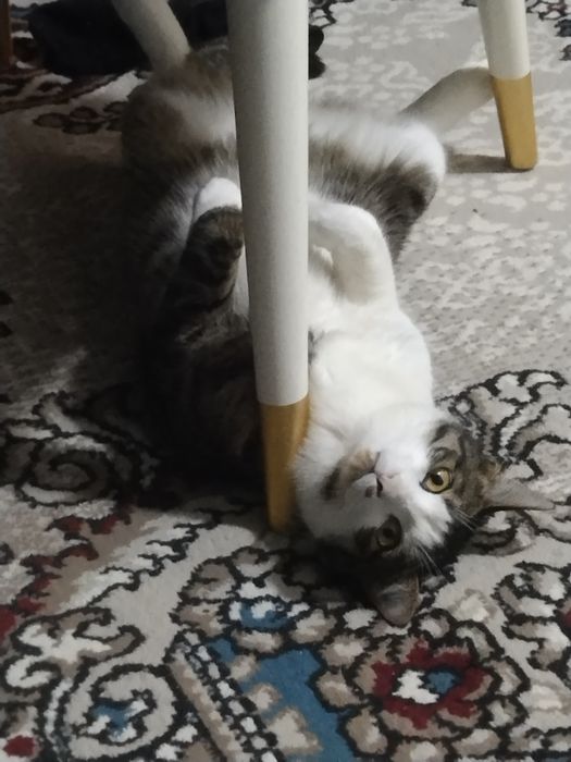 Мушукча хадияга берилади