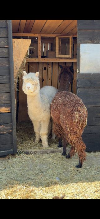 Pereche Alpaca tinere