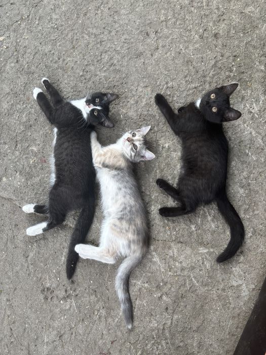 отдам котят в добрые