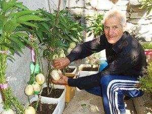 Разсад ПЕПИНО (пъпешово дърво)