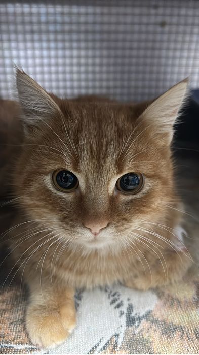 Ветеринар на дом 24/7