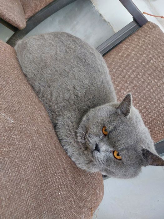 Birinchi marta mushukni korsatdi