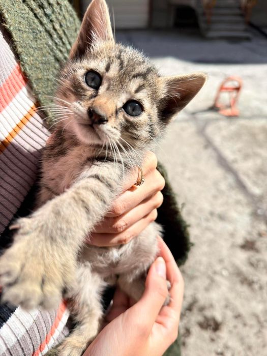 Малки котета за осиновяване