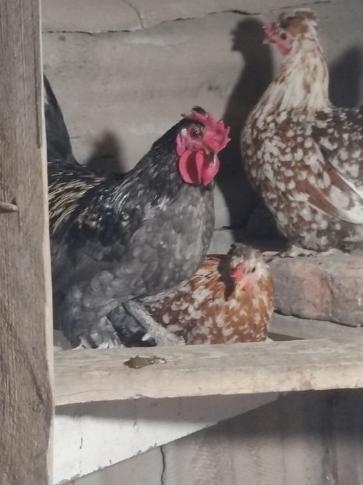 Продам срочно карлики