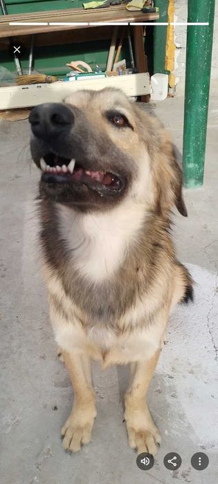 Catel mascul spre adoptie