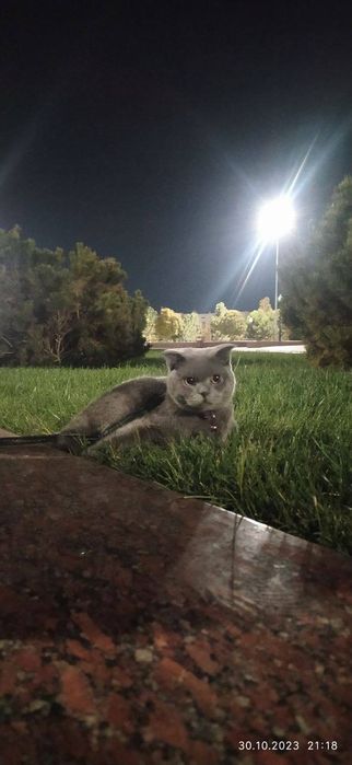 ВЯЗКА Гигант Британский кот