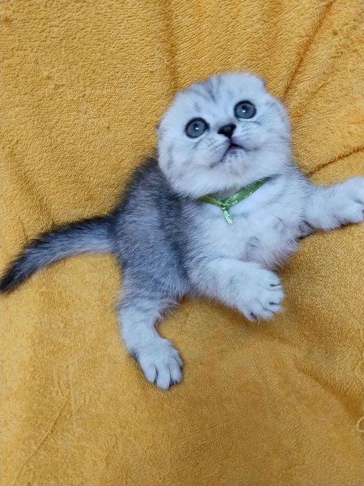 ШоТлаНдские КотЯта висЛоуХие