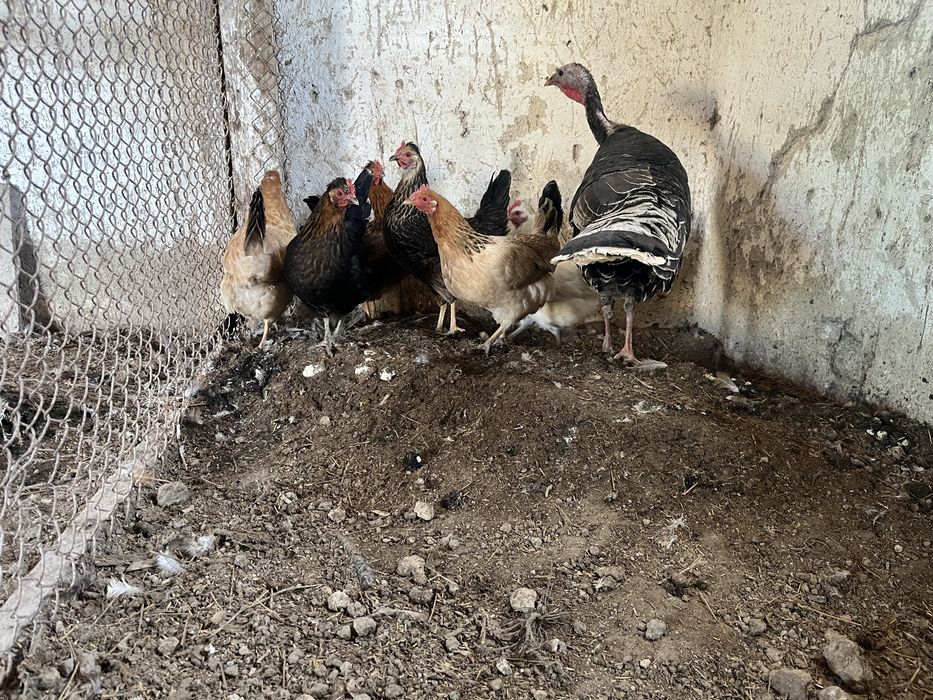 Продам курей и индейку домашние
