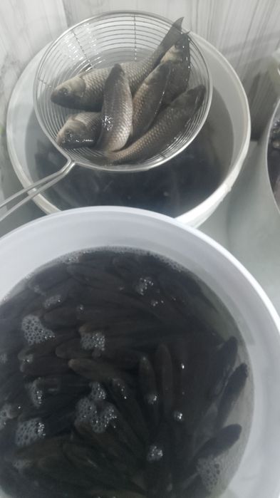 Карась Живец Малёк.