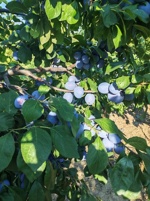 Prune de vânzare