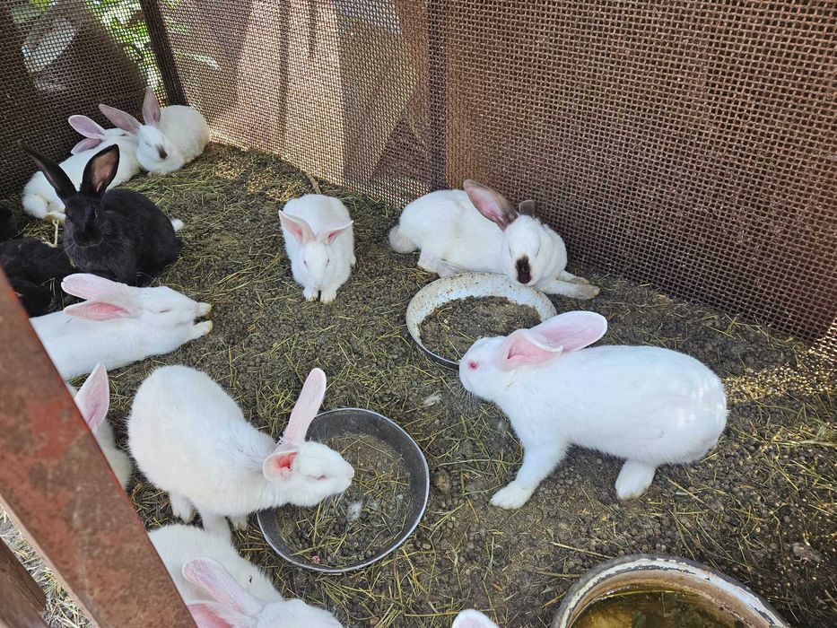 Vând iepurași 60-120 lei/buc, Pestisu Mare, Hunedoara