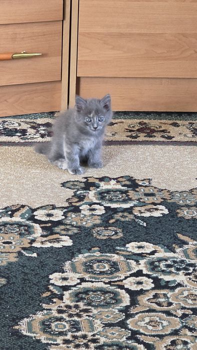 Отдам котят в добрые руки