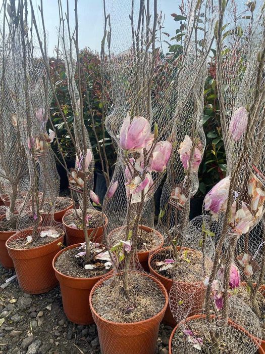 Plante Decorative Premium – Aspect Dens și Servicii Profesionale