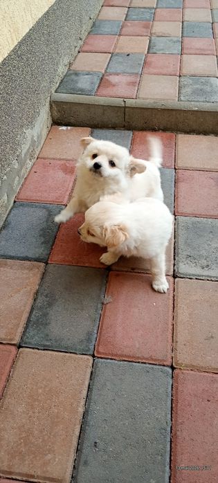 Pui Bichon maltez talie mică
