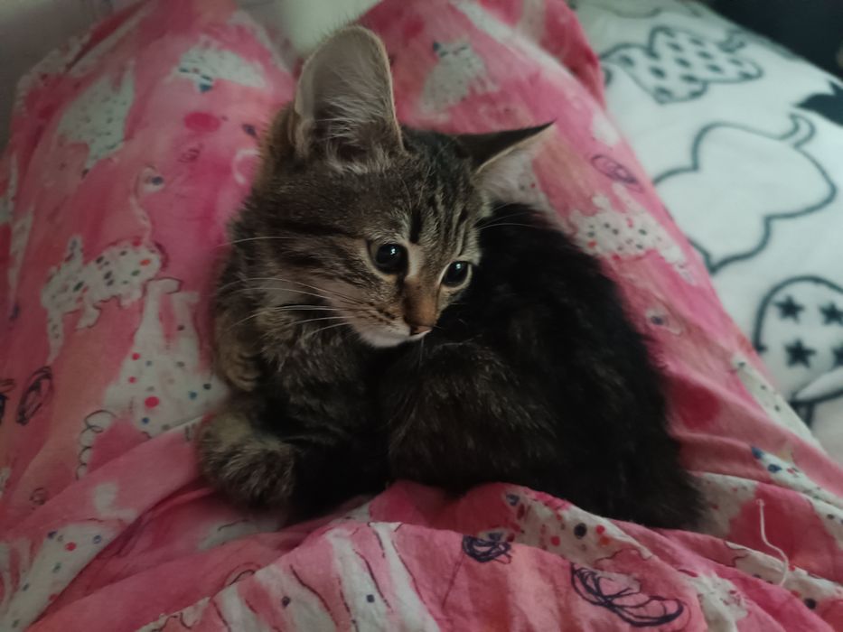 Котенок девочка бесплатно