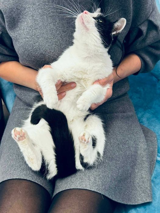 Коте Кари търси дом