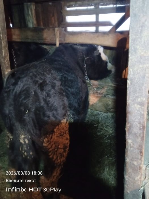 Продам быка больше года!