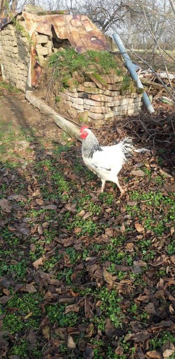 Vand cocos sussex sau schimb