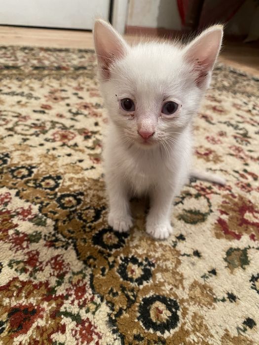 продаю котят,пишите ватсап
